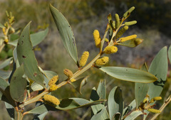 Acacia gonoclada