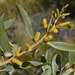 Acacia gonoclada - Photo (c) Russell Cumming, μερικά δικαιώματα διατηρούνται (CC BY-NC), uploaded by Russell Cumming
