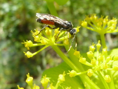 Tenthredopsis andrei