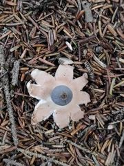 Sulcostomata