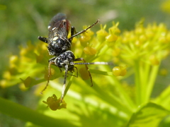 Tenthredopsis andrei