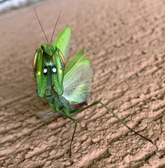 Mantis religiosa