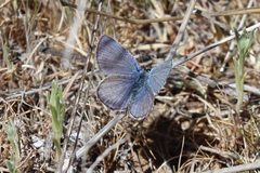 Plebejus melissa paradoxa