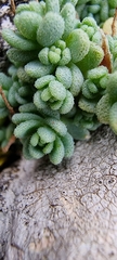 Sedum dasyphyllum