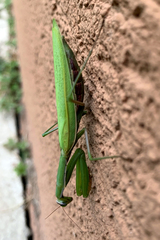 Mantis religiosa