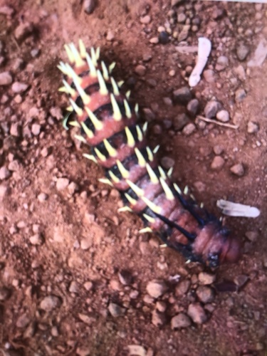 Cabbage Tree Emperor