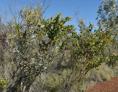 Acacia retivenea