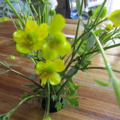 Ranunculus multifidus