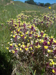 Triphysaria eriantha