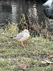 Chroicocephalus ridibundus