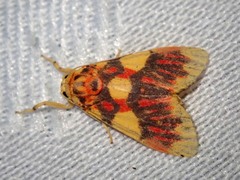 Barsine rubricostata