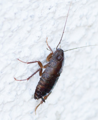 Blatta orientalis