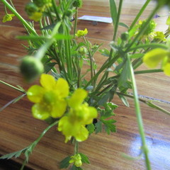 Ranunculus multifidus
