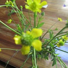 Ranunculus multifidus