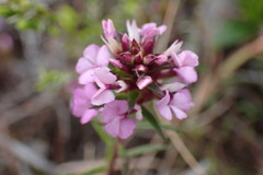 Muraltia knysnaensis