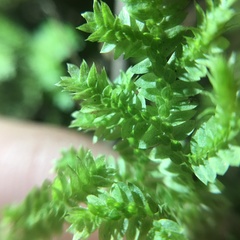 Selaginella ciliaris