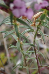 Muraltia knysnaensis