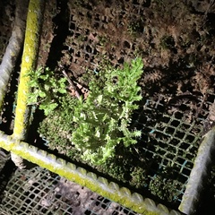 Selaginella ciliaris