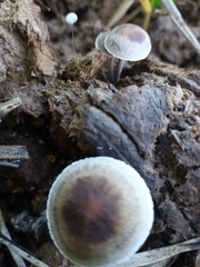 Fungi