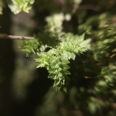 Selaginella ciliaris