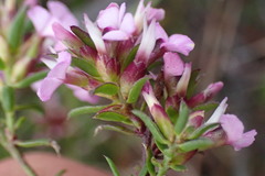 Muraltia knysnaensis