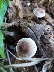 Fungi