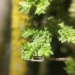 Selaginella ciliaris