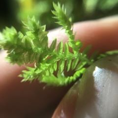 Selaginella ciliaris