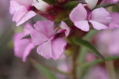 Muraltia knysnaensis