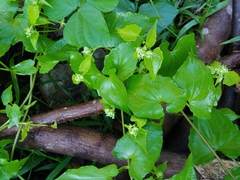 Mikania micrantha