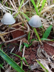 Fungi