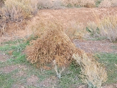 Anabasis aphylla
