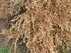 Anabasis aphylla