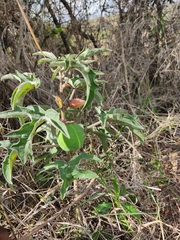 Adenia volkensii