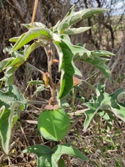 Adenia volkensii