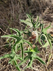 Adenia volkensii