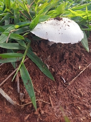 Fungi