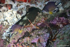 Scorpaena angolensis