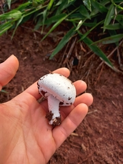 Fungi