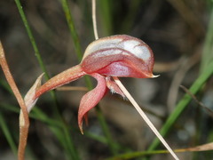 Pterostylis rufa