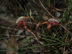 Pterostylis rufa