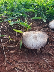 Fungi