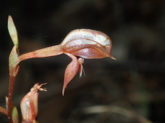 Pterostylis rufa