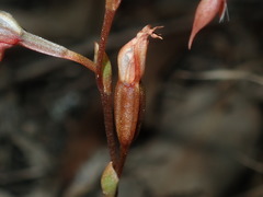 Pterostylis rufa