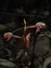Pterostylis rufa