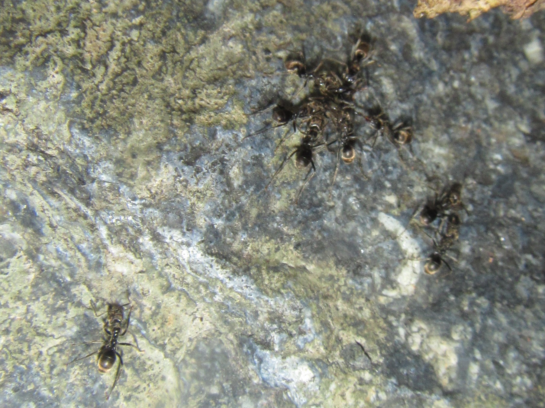 Anonychomyrma gilberti