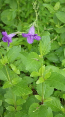 Ruellia nudiflora runyonii