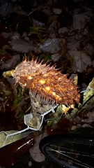 Magnolia officinalis