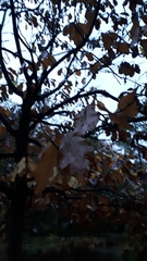 Magnolia officinalis