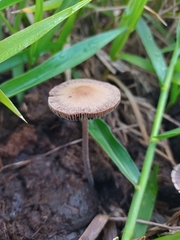 Fungi